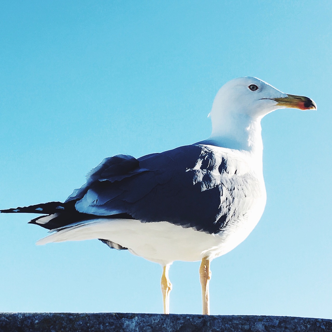 Paukštis, Seagul, Dangus, Gamta, Sparnas, Skristi, Gyvūnas, Laisvė, Debesis, Mėlynas