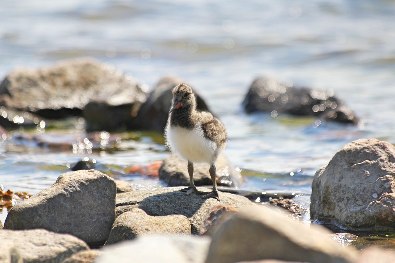 Paukštis, Viščiukas, Cub, Mažas, Haematopus Ostralegus, Oystercatcher, Gyvūnas, Gyvūnai, Papludimys, Pajūryje