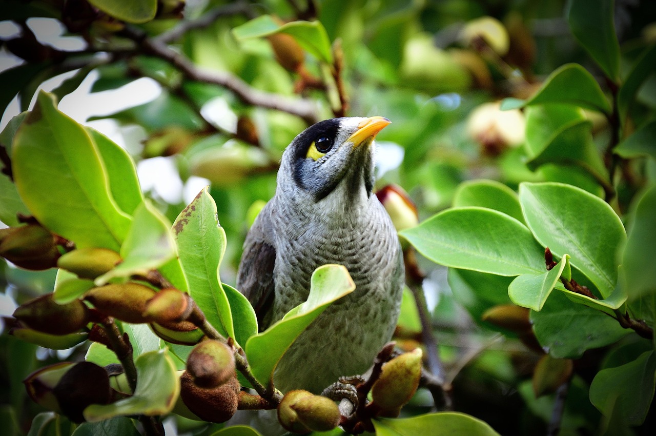 Paukštis, Toowoomba, Queensland, Australia, Žalias, Medžiai, Paukščių Stebėtojas, Gamta, Nemokamos Nuotraukos,  Nemokama Licenzija