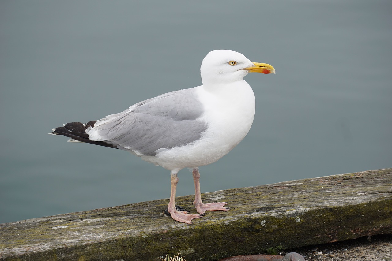 Paukštis, Kepuraitė, Jūros Paukštis, Gyvūnas, Jūra, Gamta, Ornitologija, Fauna, Jūros Paukštis, Vandenynas