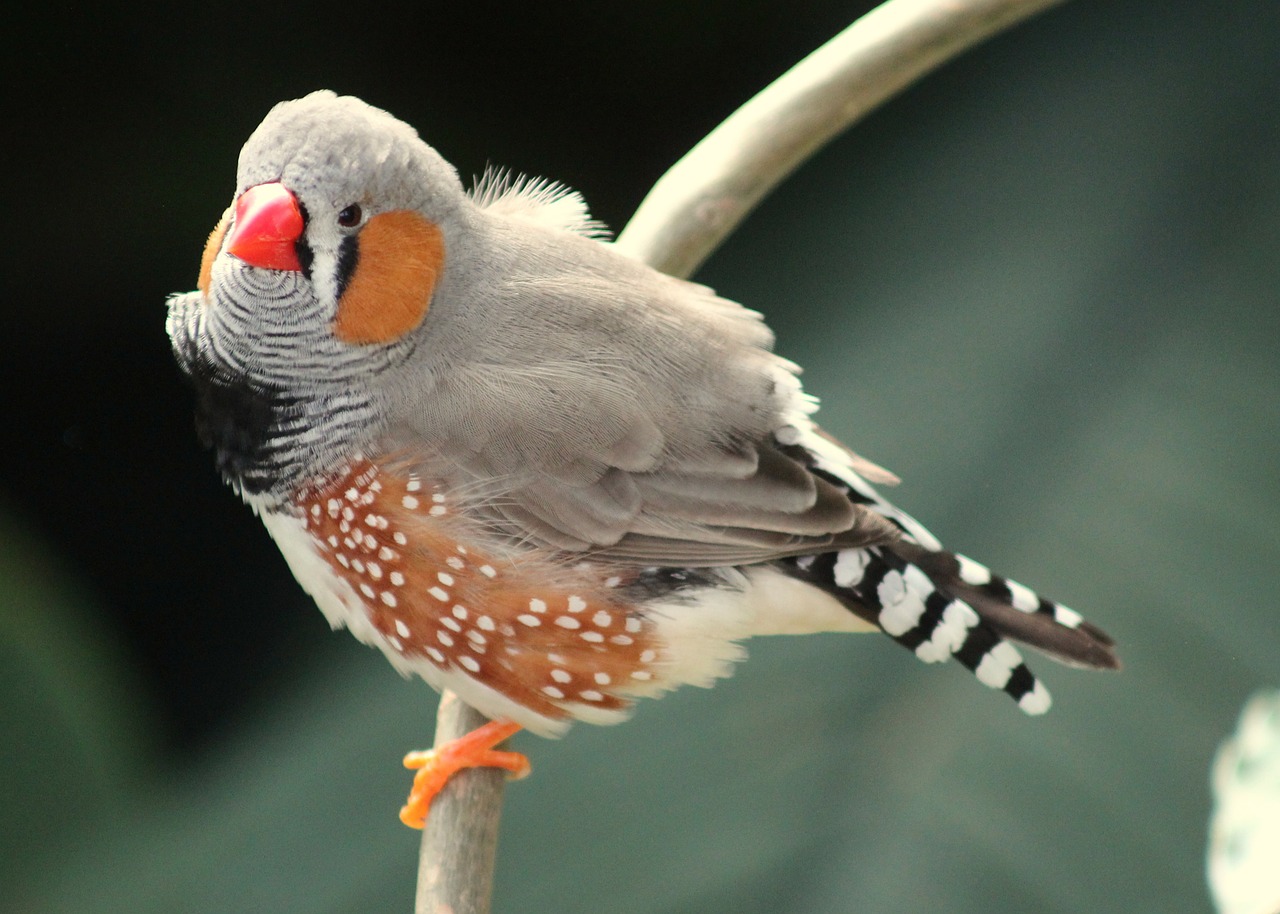 Paukštis, Gamta, Gyvūnas, Zebra Finch, Finch, Zebra, Raudona, Oranžinė, Nemokamos Nuotraukos,  Nemokama Licenzija