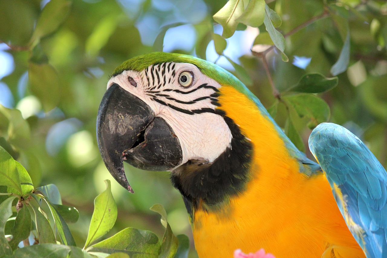 Paukštis, Džiunglės, Gamta, Ave, Macaw, Spalva, Amazon, Gyvūnai, Nemokamos Nuotraukos,  Nemokama Licenzija