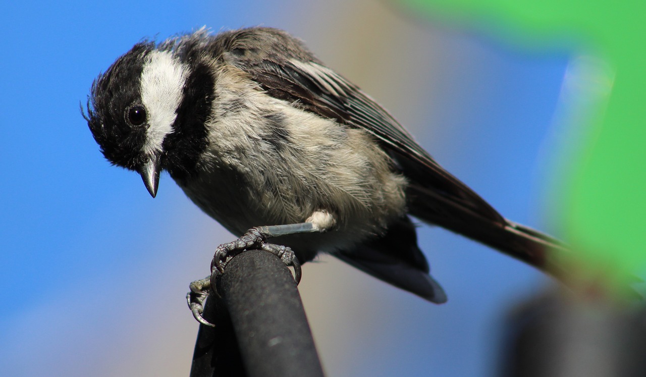 Paukštis, Juoda Ir Balta Paukštis, Juodos Spalvos Chickadee, Chickadee, Giesmininkas, Nemokamos Nuotraukos,  Nemokama Licenzija