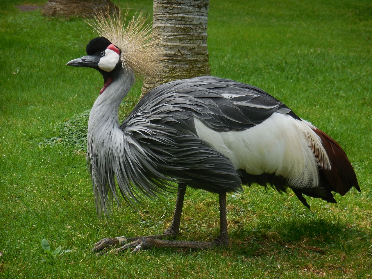 Paukštis, Kranas, Gamta, Gyvūnas, Paukščiai, Gyvūnų Pasaulis, Zoologijos Sodas, Pavasario Suknelė, Plumėjimas, Nemokamos Nuotraukos