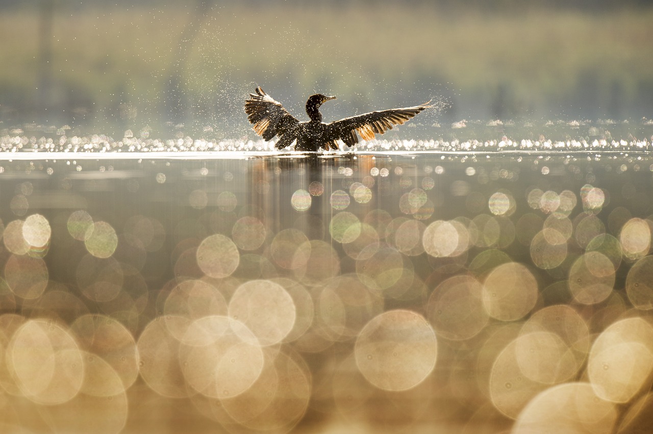 Paukštis, Blur, Bokeh, Ežeras, Gamta, Atspindys, Upė, Saulėtekis, Saulėlydis, Vanduo