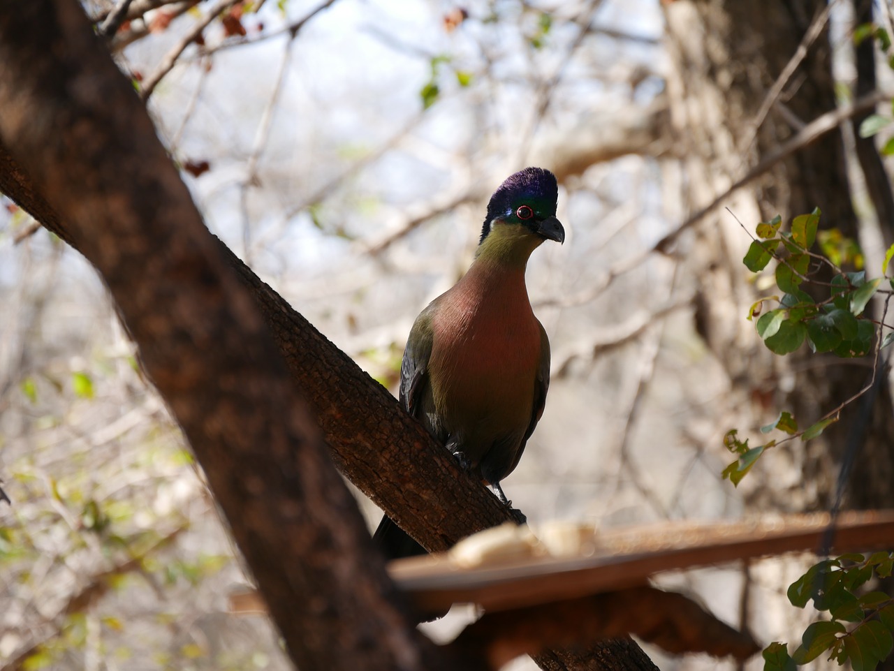 Paukštis, Afrikos, Laukinės Gamtos Fotografija, Gyvūnai, Gamta, Afrika, Paukščiai, Laukiniai Gyvūnai, Pietų Afrika, Vidutinio Dydžio