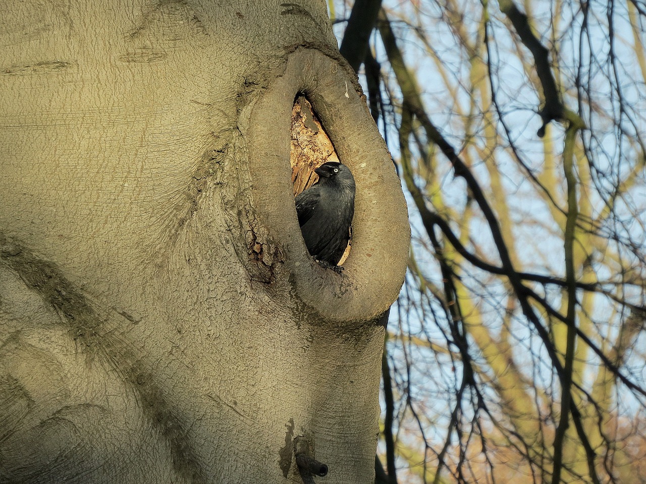 Paukštis, Varna, Medis, Gamta, Juoda, Laukinė Gamta, Parkas, Ruduo, Lauke, Fauna