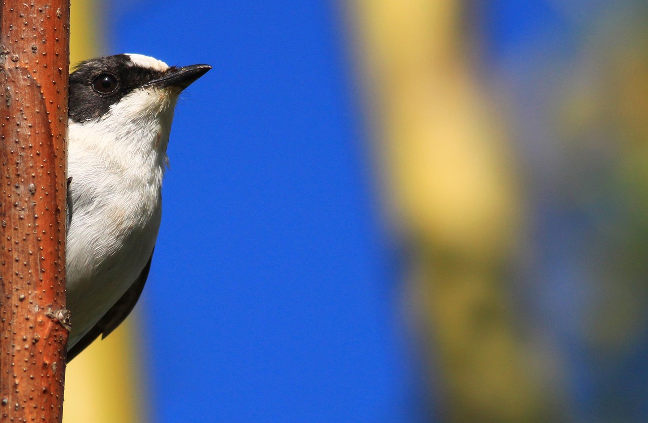 Paukštis, Vėrinukas, Flycatcher, Ficedula, Slėpynės, Nemokamos Nuotraukos,  Nemokama Licenzija