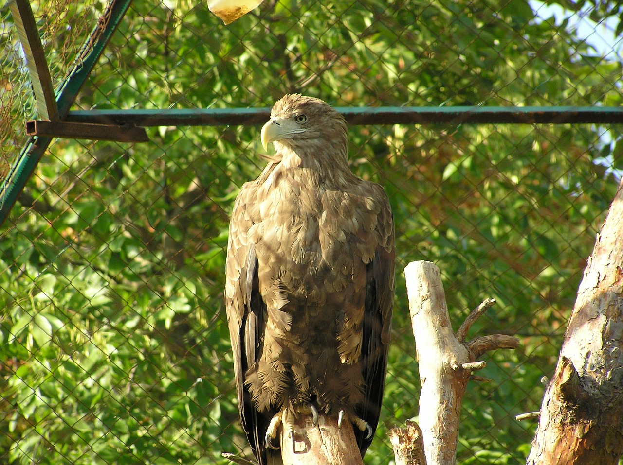 Paukštis, Zoologijos Sodas, Plunksnos Rasės, Vasara, Paukščiai, Snapas, Nemokamos Nuotraukos,  Nemokama Licenzija