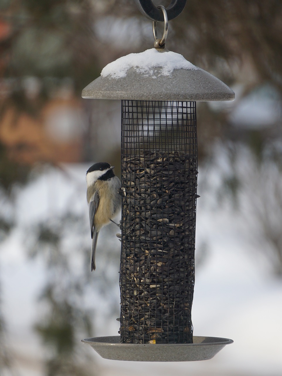 Paukštis, Chickadee, Laukinė Gamta, Juodos Spalvos, Gamta, Šiaurė, Ornitologija, Žiema, Nemokamos Nuotraukos,  Nemokama Licenzija