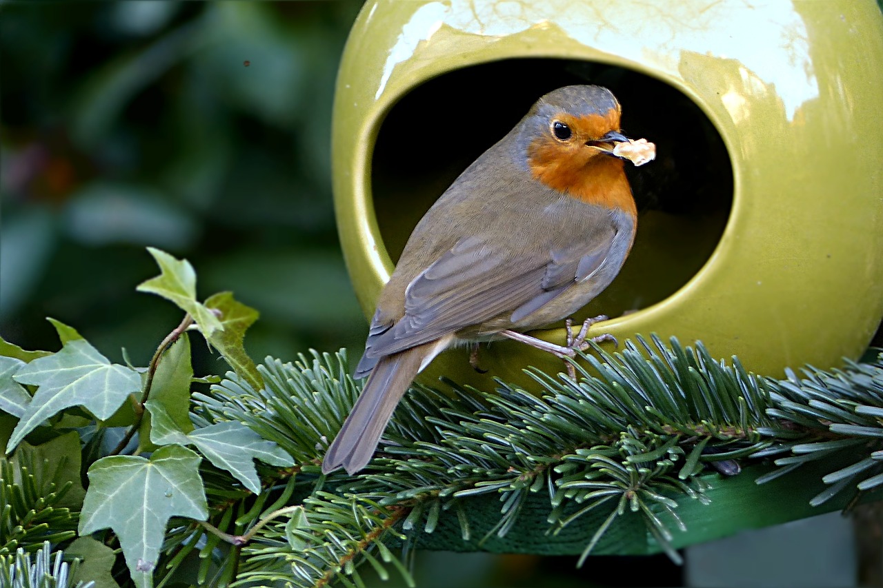 Paukštis, Robin, Erithacus Rubecula, Žiema, Maistas, Nemokamos Nuotraukos,  Nemokama Licenzija