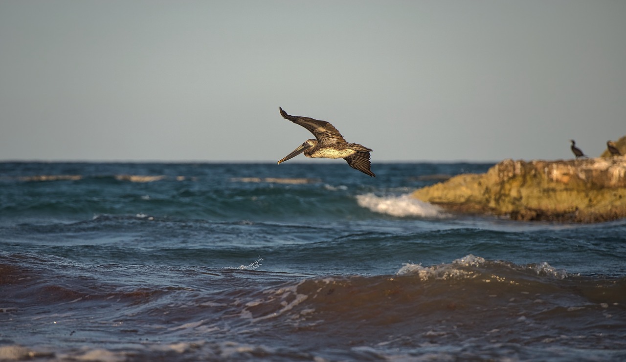 Paukštis, Kormoranas, Jūra, Vanduo, Laukinė Gamta, Gyvūnas, Gamta, Vandenynas, Jūros Paukščiai, Pelican