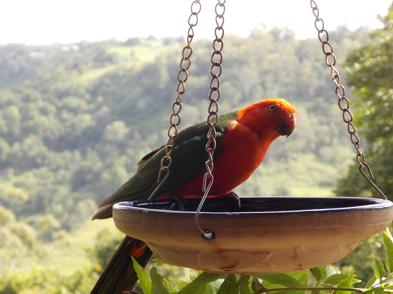 Paukštis, Lorikeet, Papūga, Laukinė Gamta, Nemokamos Nuotraukos,  Nemokama Licenzija