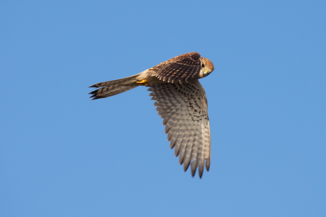 Paukštis, Raptoras, Falcon, Merlinas, Skrydis, Medžioklė, Gamta, Dykuma, Plėšrusis Paukštis, Gyvūnas