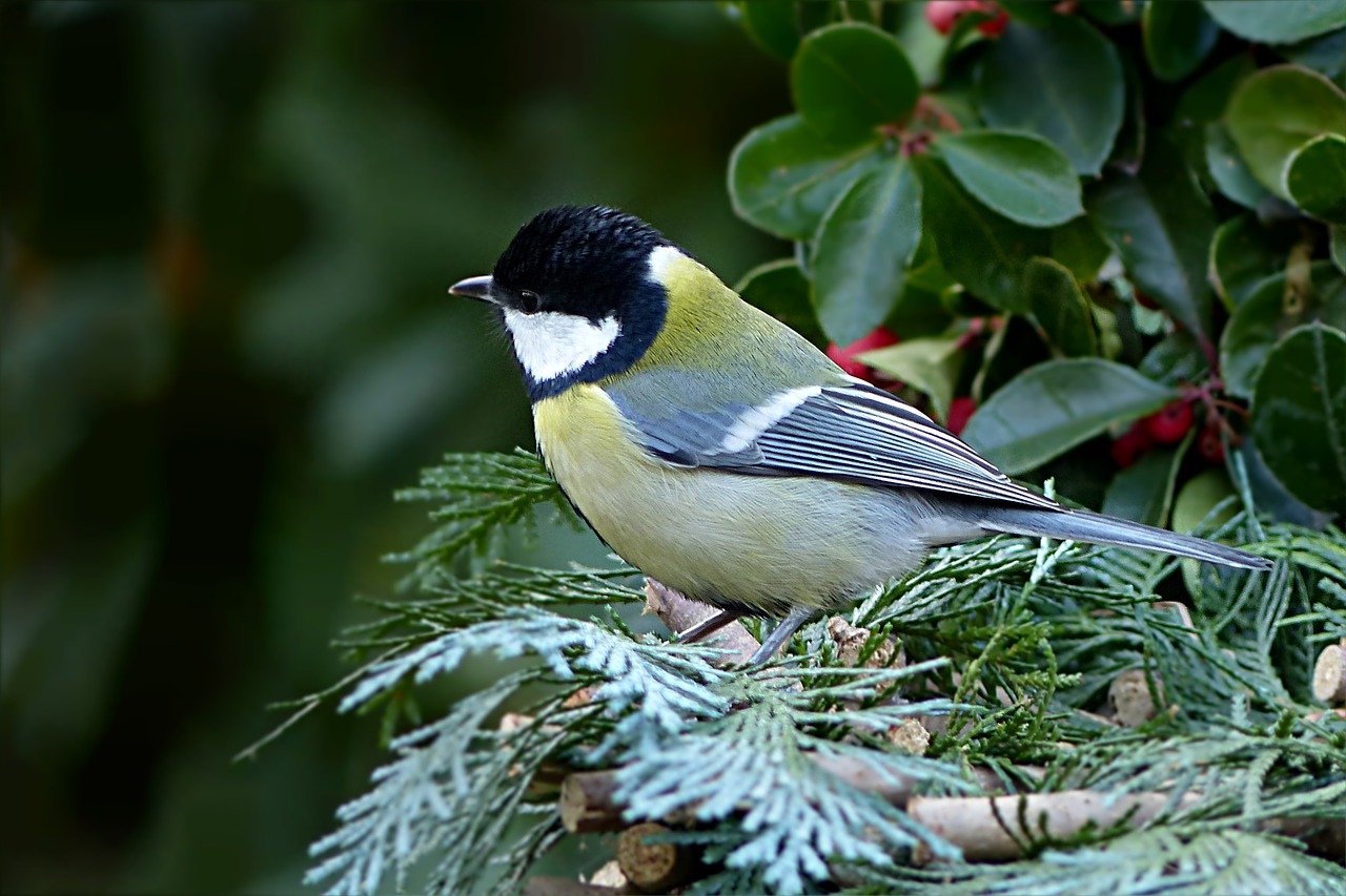 Paukštis, Giesmininkas, Šunys, Parus Majoras, Sodas, Maitinimas, Nemokamos Nuotraukos,  Nemokama Licenzija