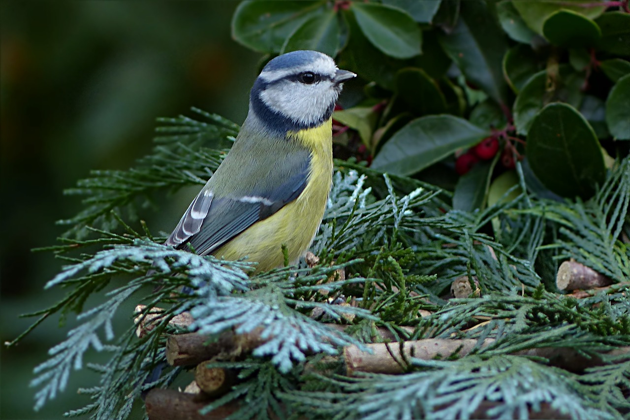 Paukštis, Giesmininkas, Šunys, Mėlynas Dantis, Cyanistes Caeruleus, Sodas, Maitinimas, Nemokamos Nuotraukos,  Nemokama Licenzija