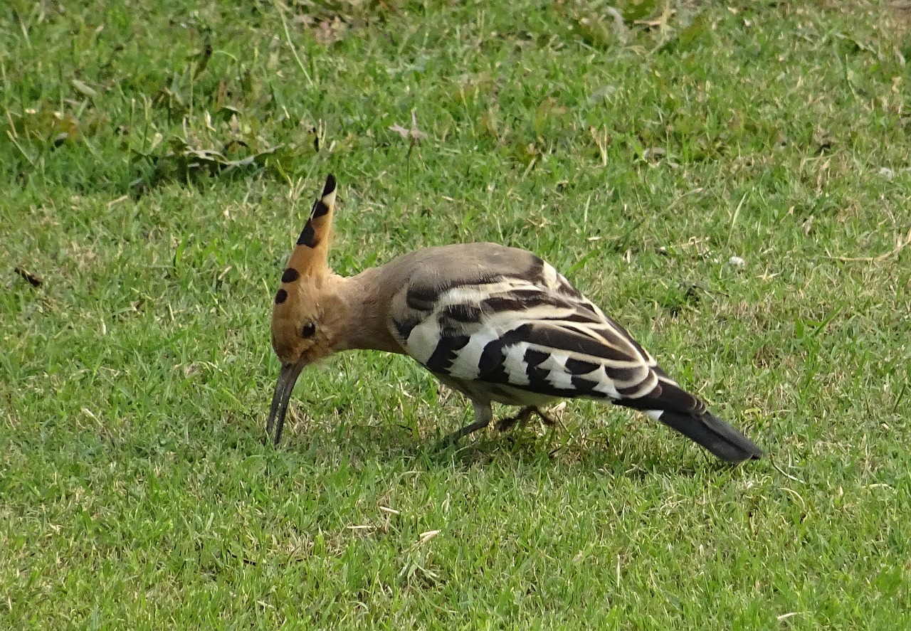 Paukštis, Paukštis, Kupolas, Upupa Epops, Upupidae, Laukinė Gamta, Gamta, Ornitologija, Indija, Nemokamos Nuotraukos