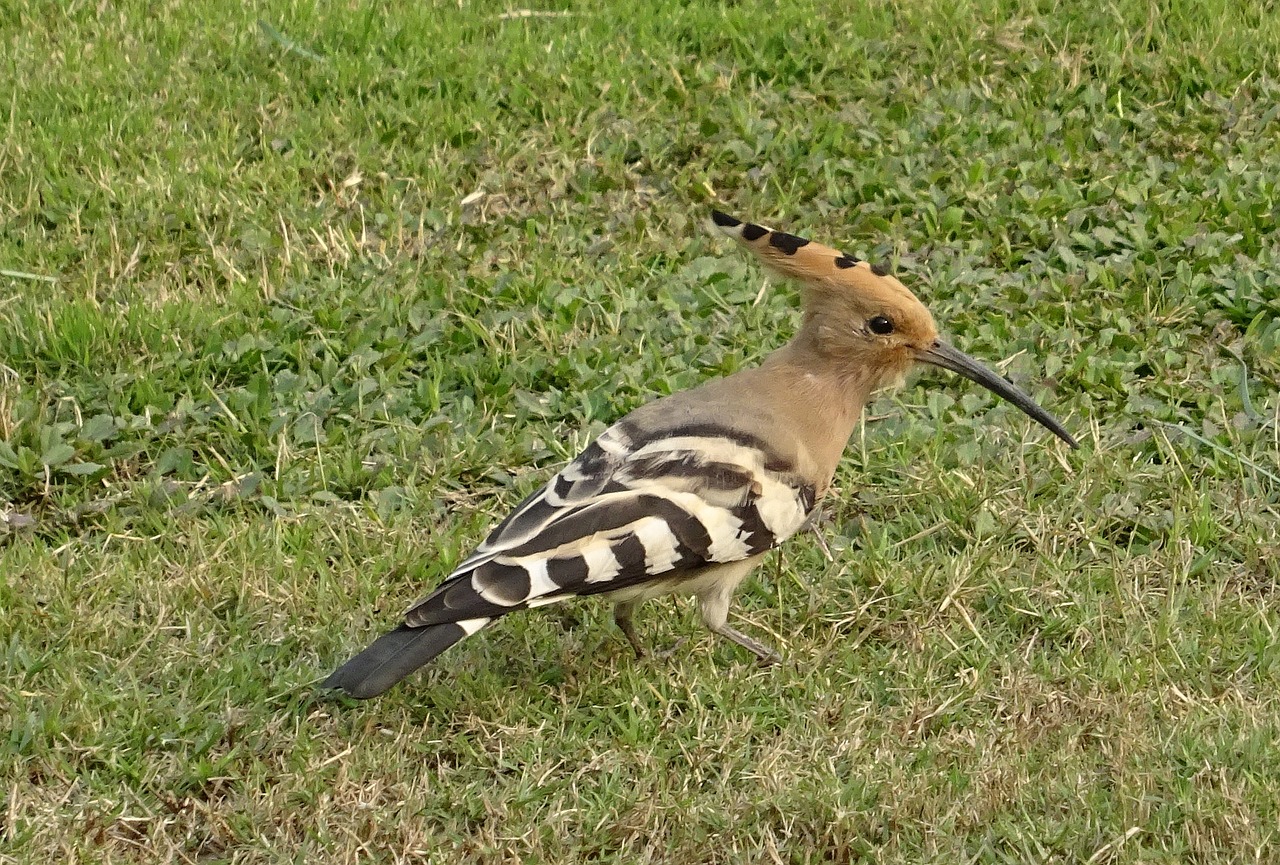 Paukštis, Paukštis, Kupolas, Upupa Epops, Upupidae, Laukinė Gamta, Gamta, Ornitologija, Indija, Nemokamos Nuotraukos