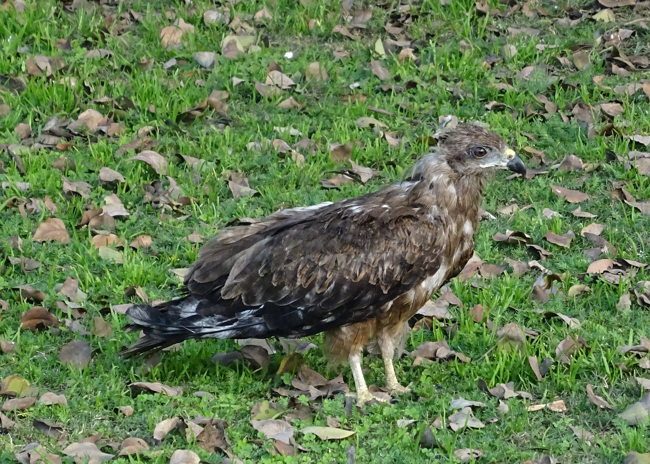 Paukštis, Paukštis, Aitvaras, Juodas Aitvaras, Milvus Migrans, Plėšrusis Paukštis, Accipitridae, Dieninis, Raptoras, Plėšrūnas