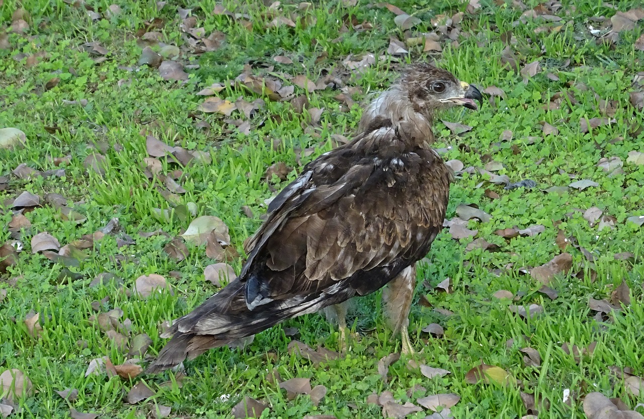 Paukštis, Paukštis, Aitvaras, Juodas Aitvaras, Milvus Migrans, Plėšrusis Paukštis, Accipitridae, Dieninis, Raptoras, Plėšrūnas