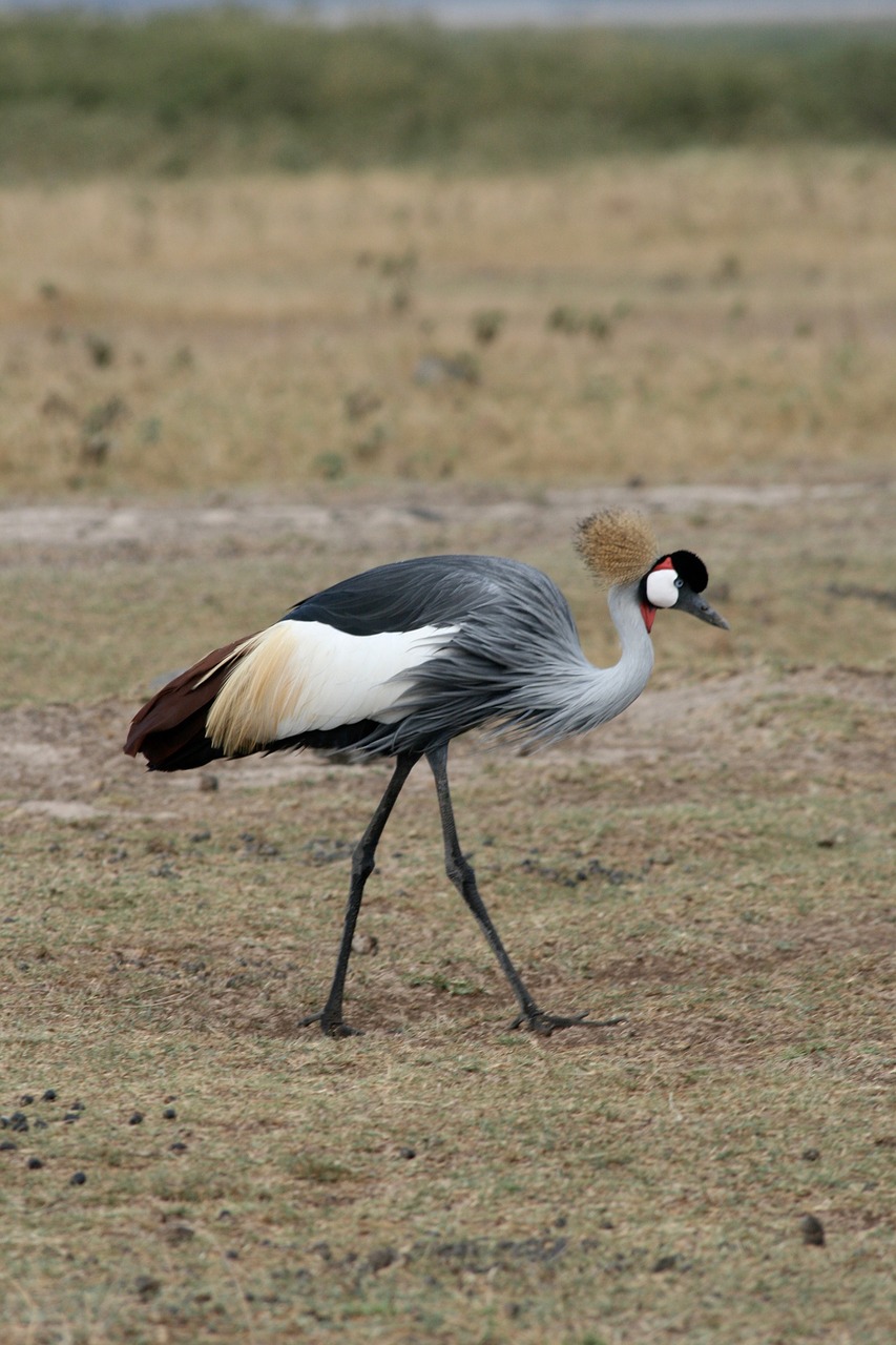 Paukštis, Retas, Kenya, Safari, Nemokamos Nuotraukos,  Nemokama Licenzija