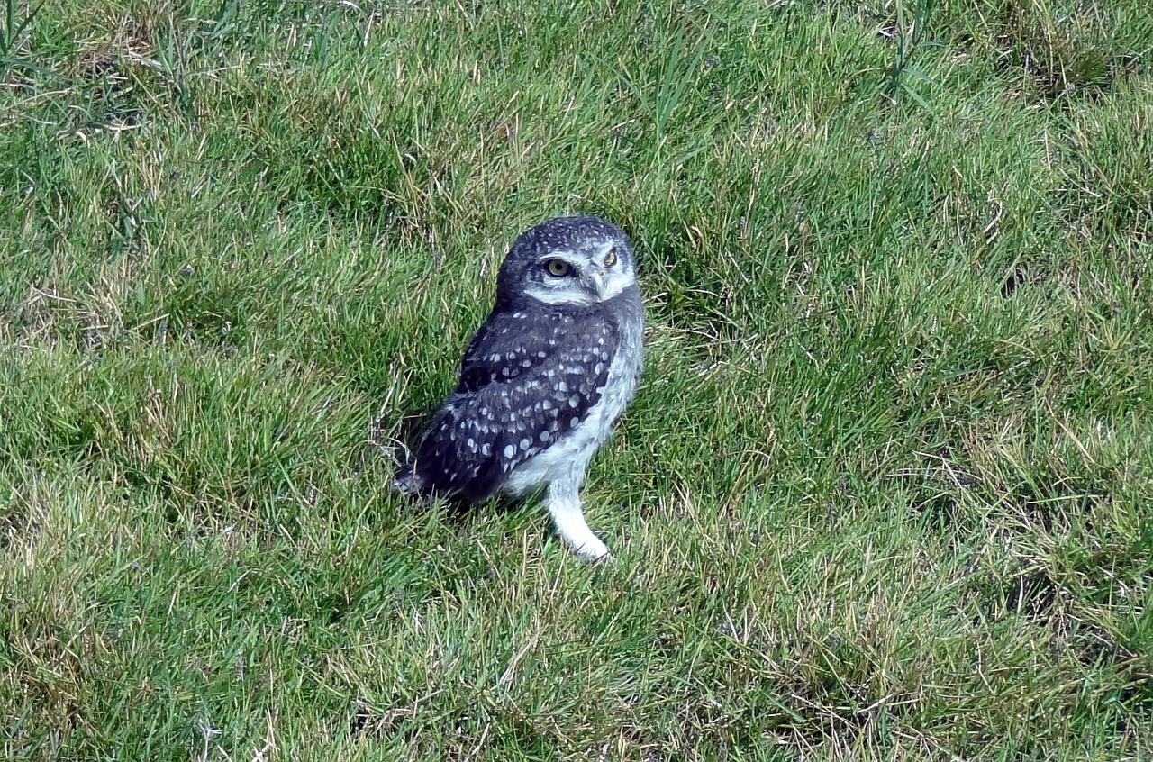 Paukštis, Pelėdos, Dėmėtoji Owlet, Atėne Brama, Naktinis, Laukinė Gamta, Paukštis, Raptoras, Jaunas, Jaunas