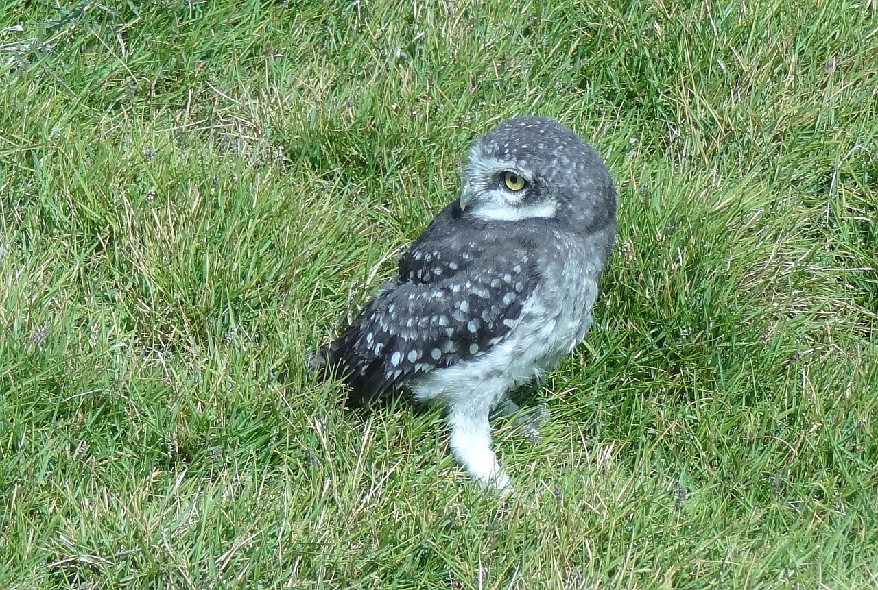 Paukštis, Pelėdos, Dėmėtoji Owlet, Atėne Brama, Naktinis, Laukinė Gamta, Paukštis, Raptoras, Jaunas, Jaunas