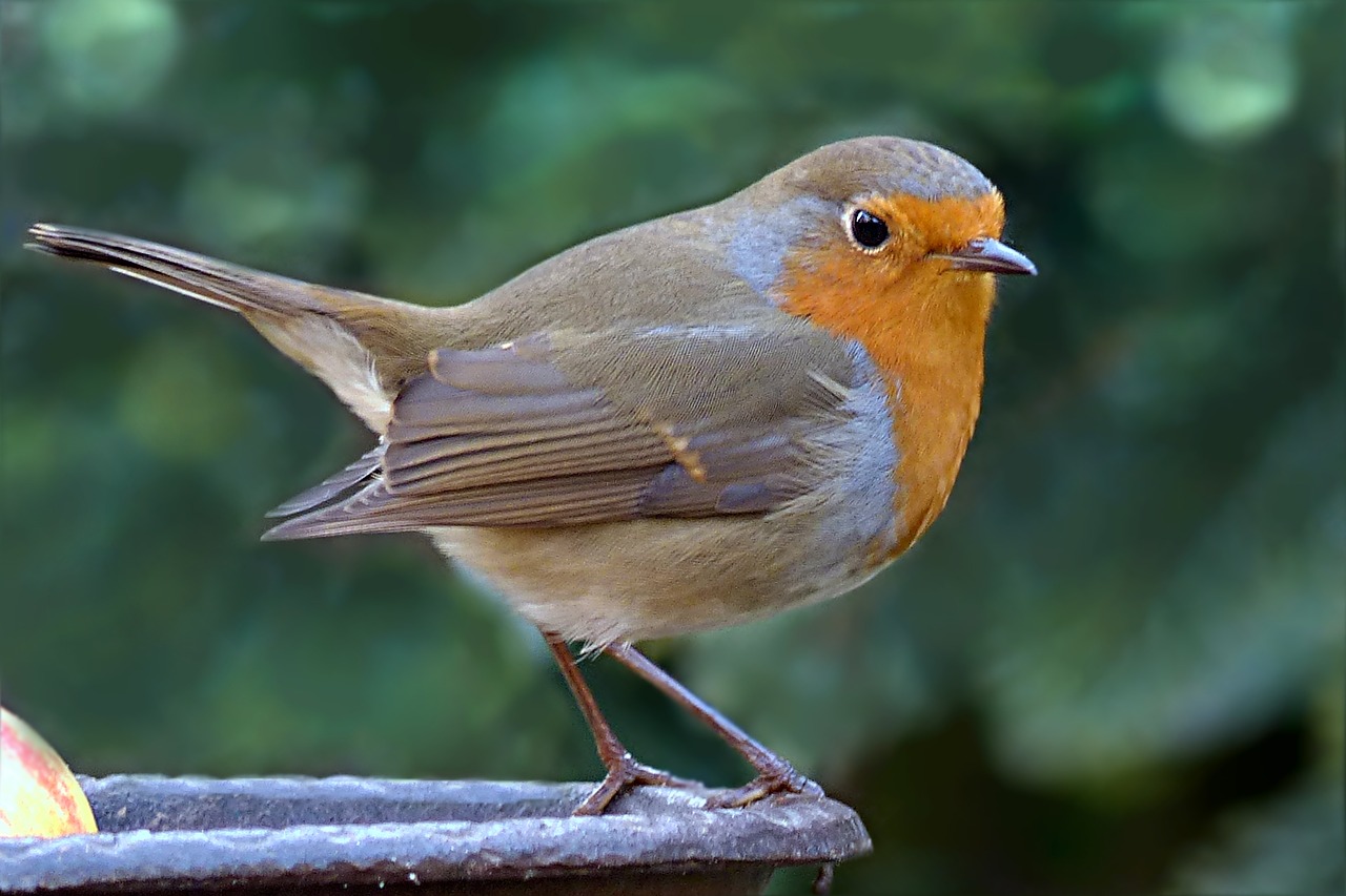 Paukštis, Robin, Erithacus Rubecula, Sodas, Maitinimas, Nemokamos Nuotraukos,  Nemokama Licenzija