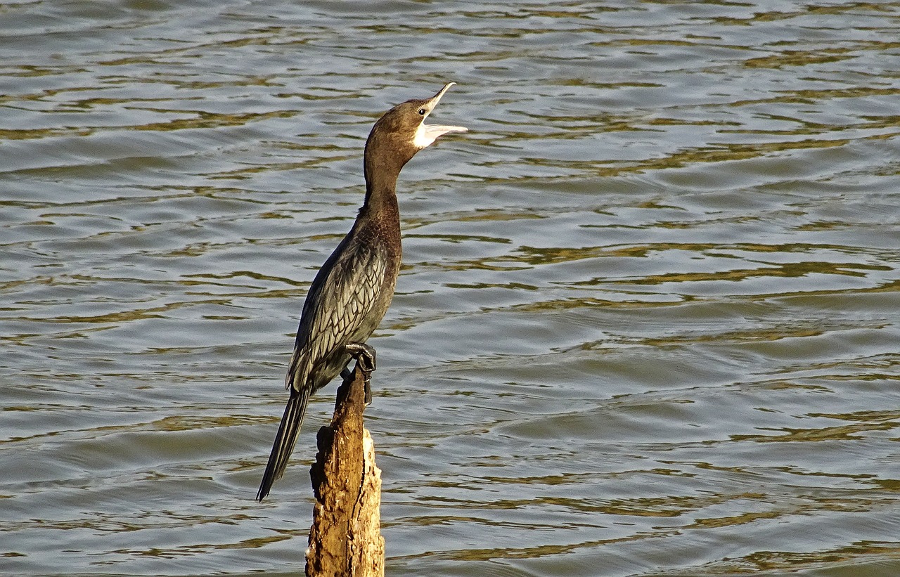 Paukštis, Vandens Paukštis, Mažas Kormoranas, Microcarbo Niger, Gamta, Laukinė Gamta, Paukštis, Bhimgadh, Karnataka, Indija