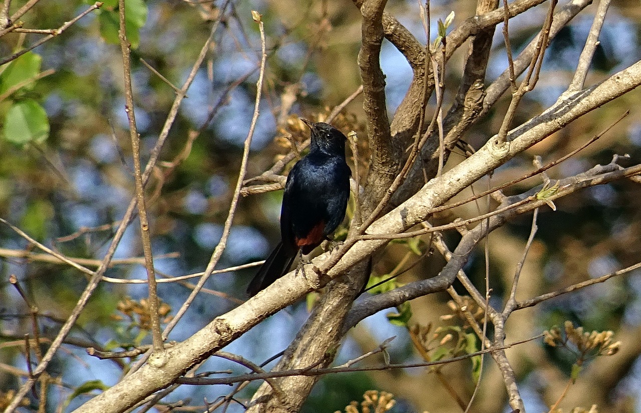 Paukštis, Robin, Indijos Robin, Patinas, Copsychus Fulicatus, Muscicapidae, Gamta, Laukinė Gamta, Paukštis, Fauna