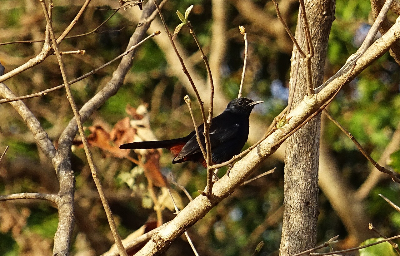 Paukštis, Robin, Indijos Robin, Patinas, Copsychus Fulicatus, Muscicapidae, Gamta, Laukinė Gamta, Paukštis, Fauna