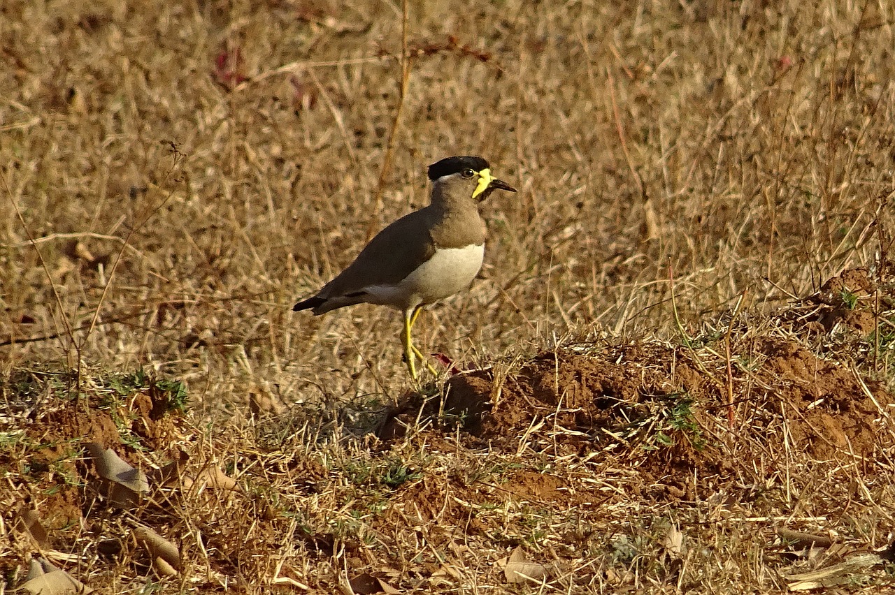 Paukštis, Geltonai Pūga, Vanellus Malabaricus, Lapwing, Laukinė Gamta, Paukštis, Bhimgadh, Karnataka, Indija, Nemokamos Nuotraukos