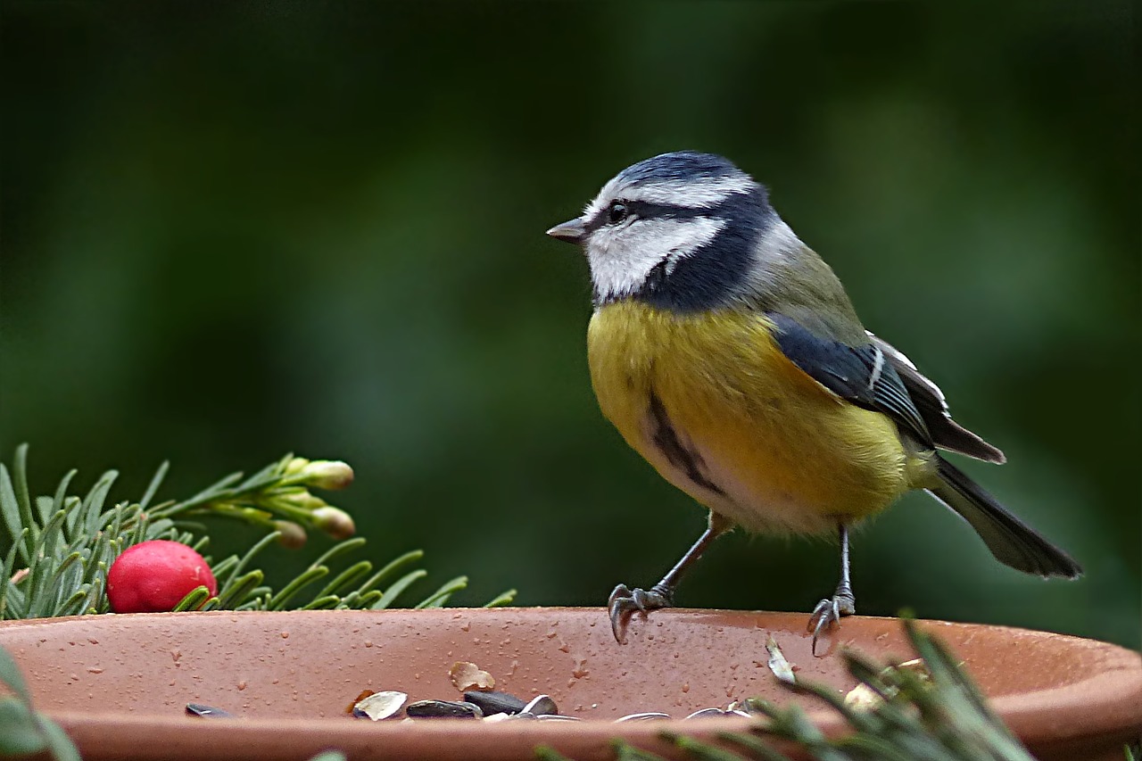 Paukštis, Mėlynas Dantis, Cyanistes Caeruleus, Maitinimas, Sodas, Nemokamos Nuotraukos,  Nemokama Licenzija