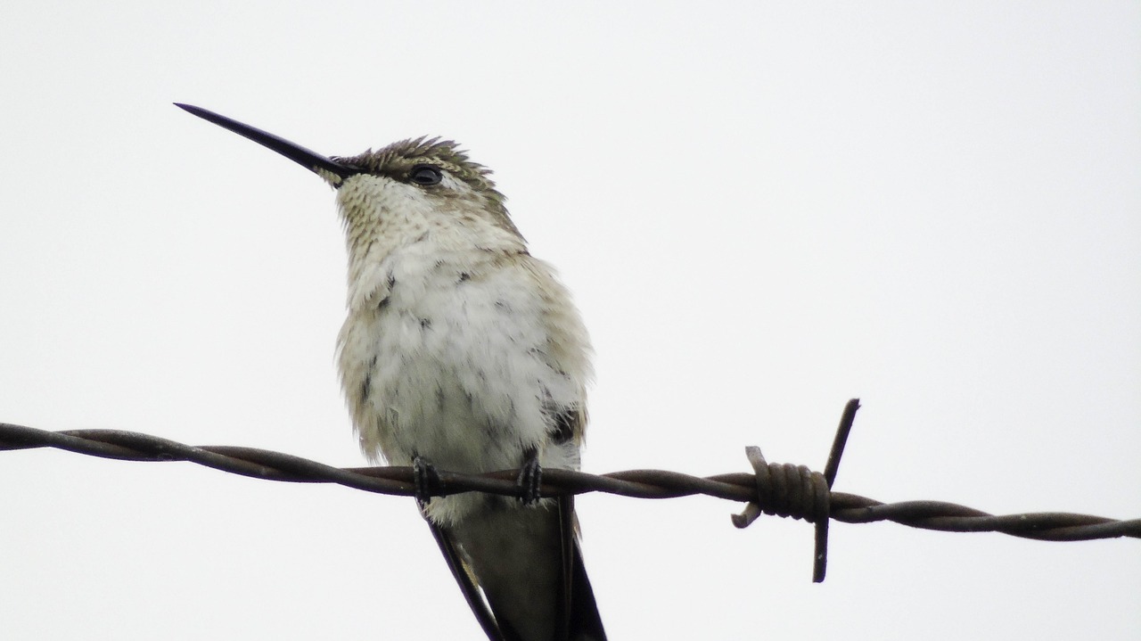 Paukštis, Gyvūnas, Kolibris, Nemokamos Nuotraukos,  Nemokama Licenzija