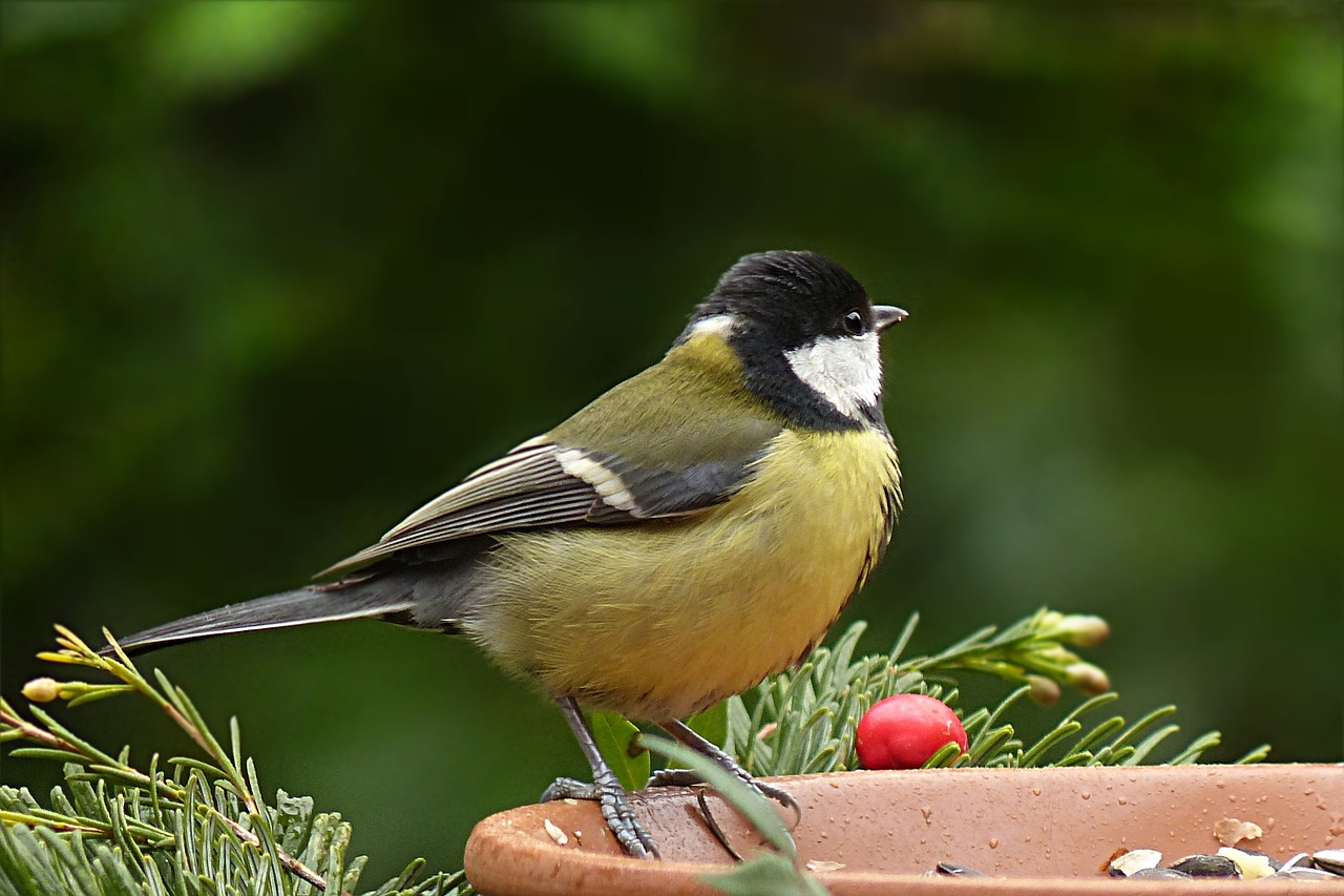 Paukštis, Šunys, Parus Majoras, Maitinimas, Sodas, Nemokamos Nuotraukos,  Nemokama Licenzija