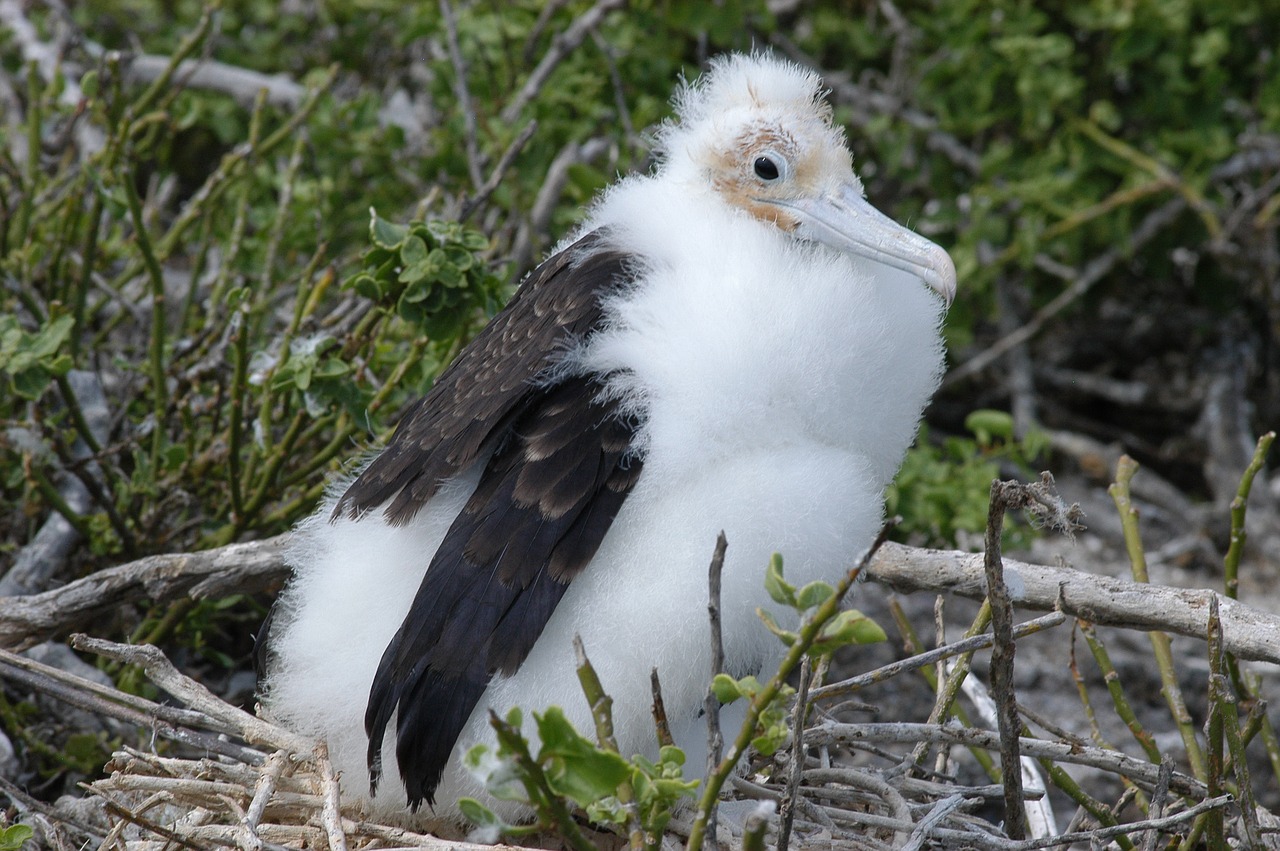 Paukštis, Galapagai, Sala, Ecuador, Frigate, Nemokamos Nuotraukos,  Nemokama Licenzija
