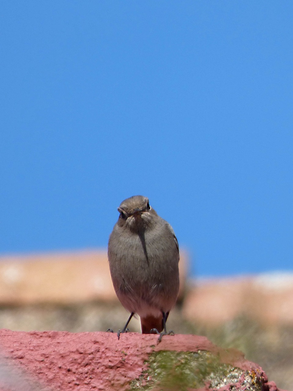 Paukštis, Stogas, Juoda Raudona, Rūkyta Cotxa, Phoenicurus Ochruros, Saugokis, Nemokamos Nuotraukos,  Nemokama Licenzija