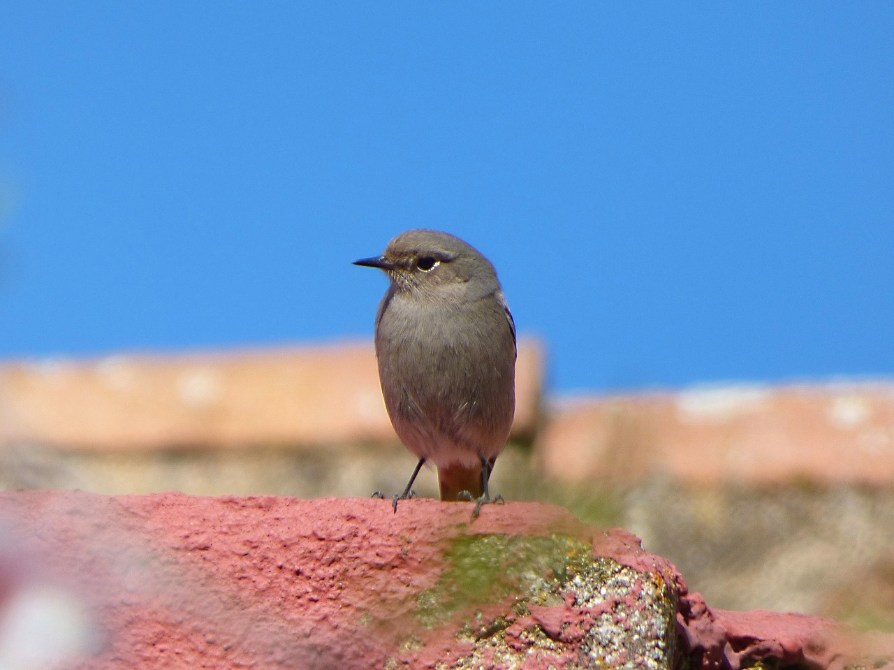 Paukštis, Stogas, Juoda Raudona, Rūkyta Cotxa, Phoenicurus Ochruros, Saugokis, Nemokamos Nuotraukos,  Nemokama Licenzija