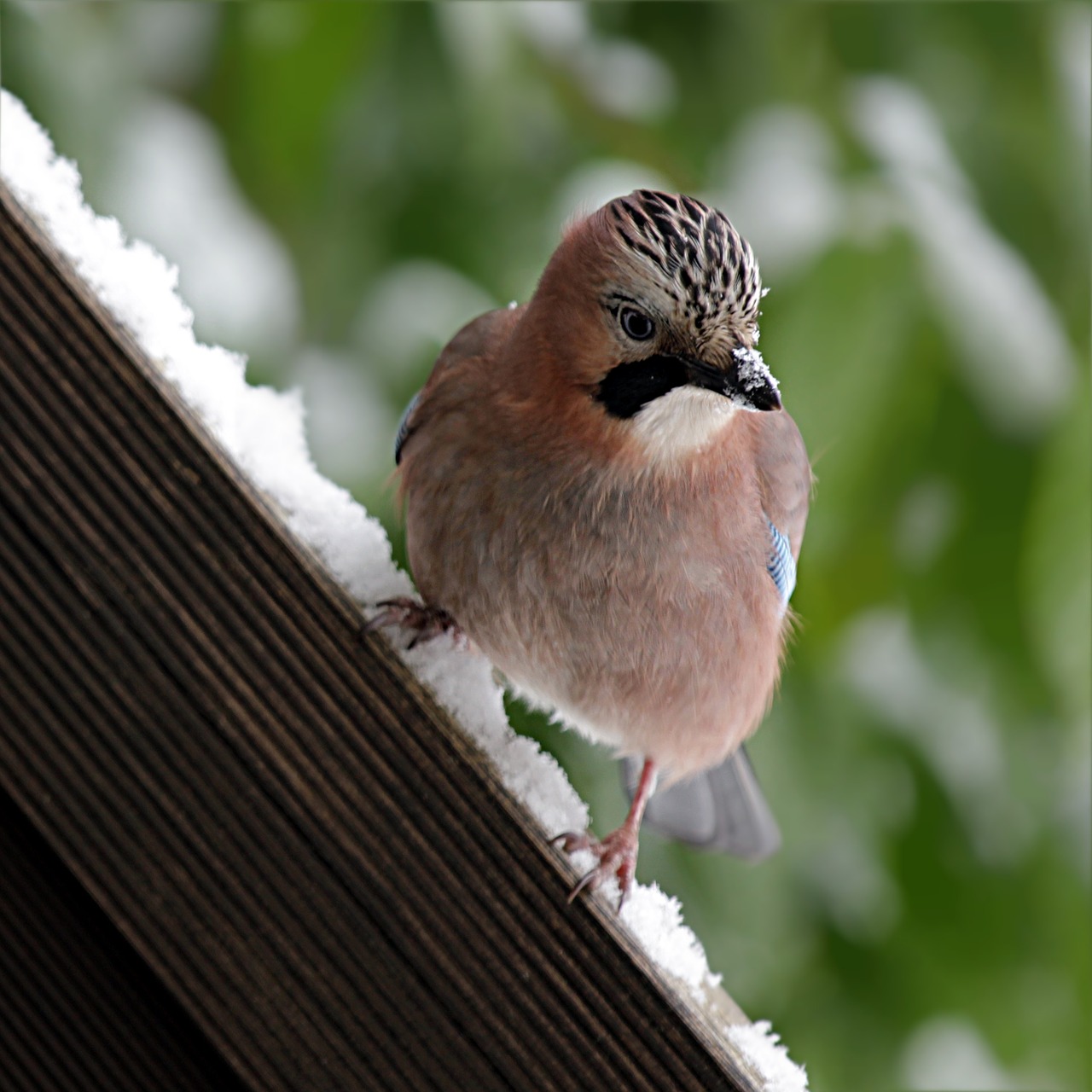 Paukštis, Jay, Garrulus Glandarius, Žiema, Sniegas, Maitinimas, Nemokamos Nuotraukos,  Nemokama Licenzija