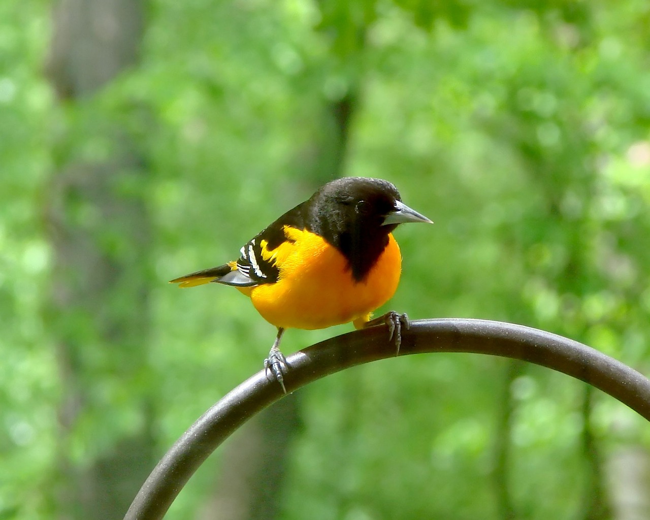 Paukštis, Paukštis, Baltimore Oriole, Oriole, Gamta, Laukinė Gamta, Plunksna, Plumėjimas, Spalvinga, Lauke