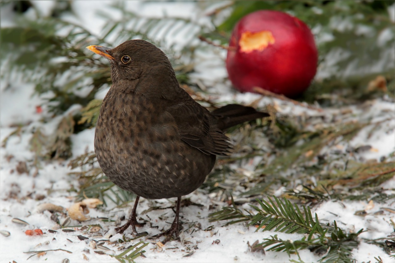 Paukštis, Akceleratorius, Turdus Philomelos, Pašarų Sodas, Žiema, Nemokamos Nuotraukos,  Nemokama Licenzija