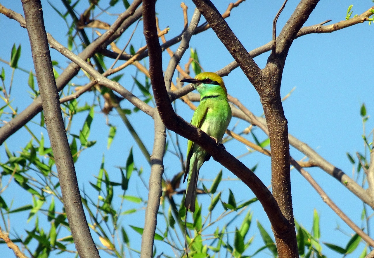 Paukštis, Žaliasis Bičių Ėdalas, Merops Orientalis, Mažai Žalias Bičių Ėdalas, Praeivis, Fauna, Laukinė Gamta, Perching, Laukiniai, Mažas