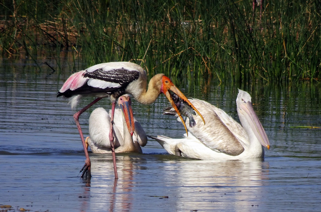 Paukštis, Pelican, Dažytas Gandras, Vanduo, Laukinė Gamta, Biologinė Įvairovė, Žuvis, Gaudyti, Fauna, Kachchh