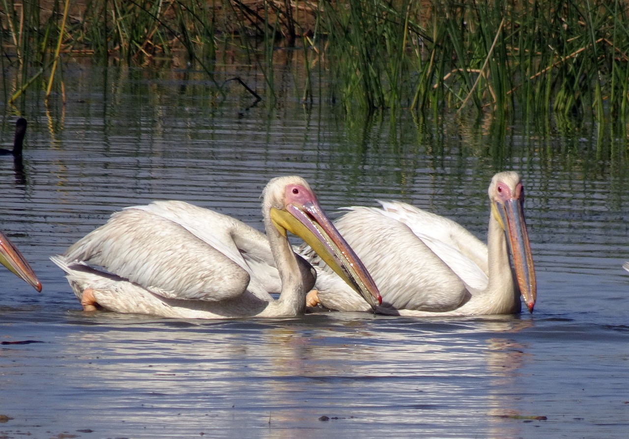 Paukštis, Pelican, Vanduo, Laukinė Gamta, Biologinė Įvairovė, Fauna, Kachchh, Indija, Nemokamos Nuotraukos,  Nemokama Licenzija