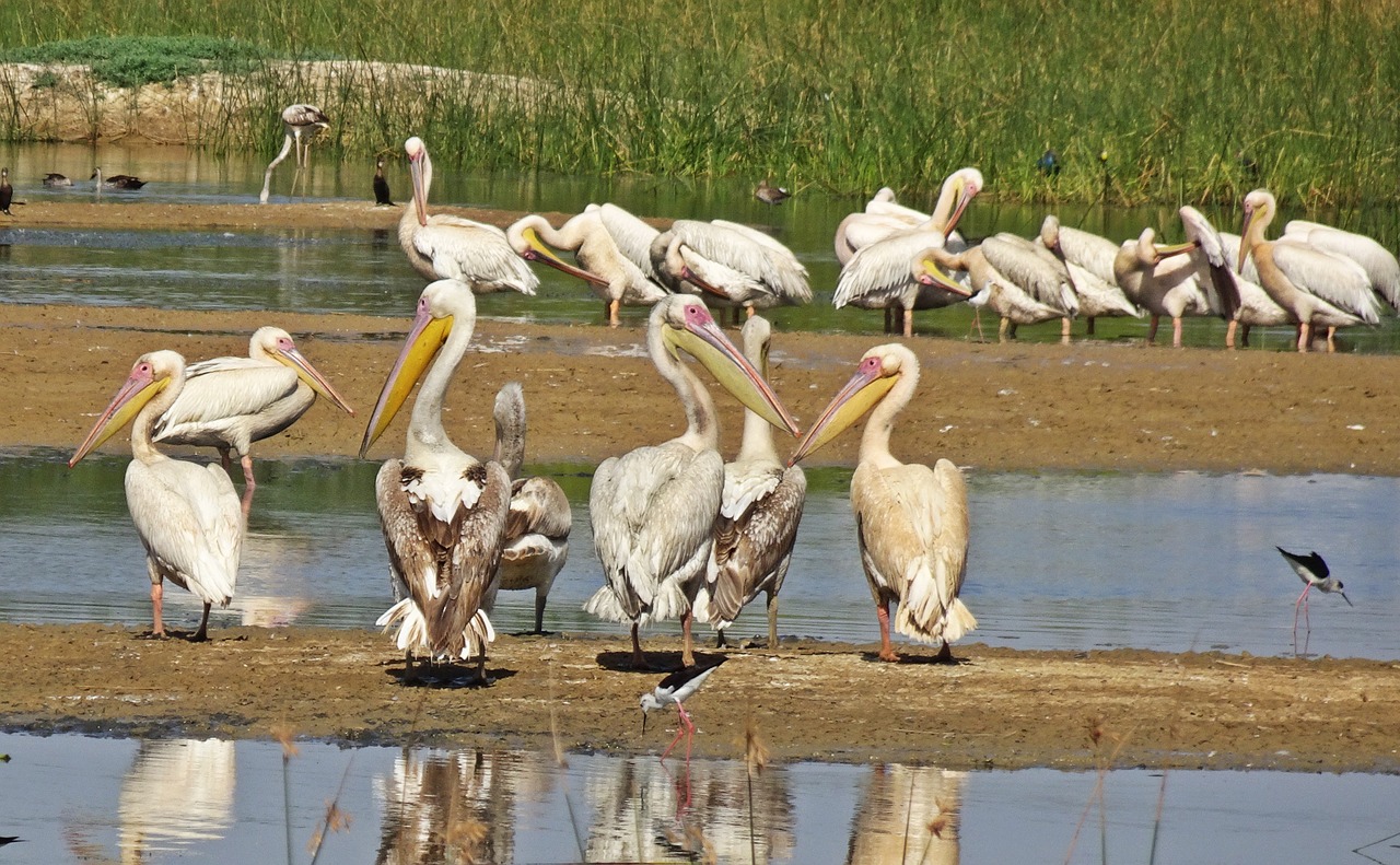 Paukštis, Pelican, Ornitologija, Laukinė Gamta, Gamta, Paukščių Stebėjimas, Vandens Paukščiai, Kachchh, Indija, Nemokamos Nuotraukos