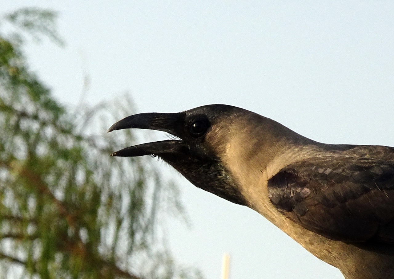 Paukštis, Varna, Namų Varna, Portretas, Corvus Splendens, Indijos, Greynecked, Ceilonas, Kolombo Varna, Porbandar