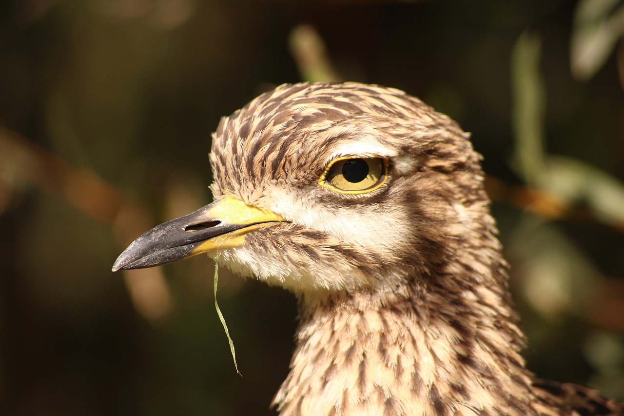 Paukštis, Zoologijos Sodas, Laukinis Paukštis, Laukinės Gamtos Fotografija, Mielas, Gyvūnų Pasaulis, Freilebend, Gamta, Nemokamos Nuotraukos,  Nemokama Licenzija