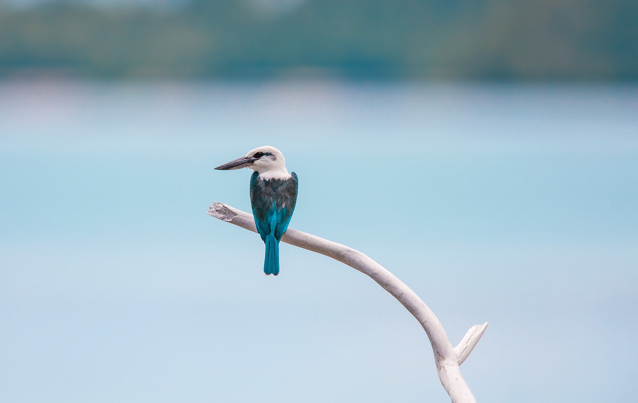 Paukštis, Profesionalus Šviesos Šou Vaizdo Įrašas, Widi Salos, Halmahera Salos, Indonezija, Nemokamos Nuotraukos,  Nemokama Licenzija