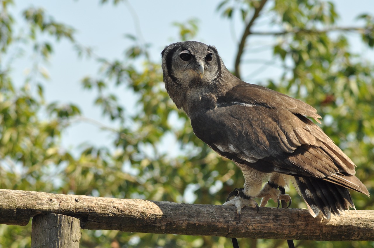 Paukštis, Pelėdos, Wildparc, Laukinė Gamta, Nemokamos Nuotraukos,  Nemokama Licenzija