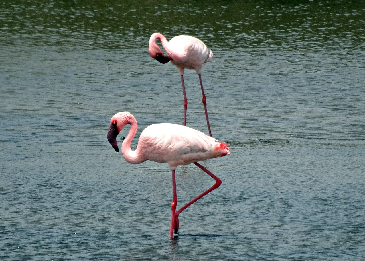 Paukštis, Mažesnis Flamingas, Phoeniconaias Minor, Flamingo, Paukštis, Laukinė Gamta, Plumėjimas, Gamta, Spalva, Ežeras